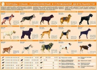 Комплект плакатов "Кинология" - «globural.ru» - Йошкар-Ола