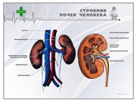 Стенд "Строение почки человека" - «globural.ru» - Йошкар-Ола