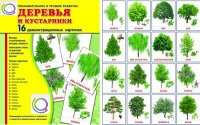 Демонстрационные карточки "Деревья и кустарники" - «globural.ru» - Йошкар-Ола