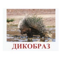 Карточки Домана "Дикие животные-3" - «globural.ru» - Йошкар-Ола