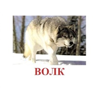 Карточки Домана "Дикие животные-1" - «globural.ru» - Йошкар-Ола