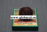 Сухой препарат "Еж морской" - «globural.ru» - Йошкар-Ола