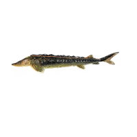 Макет анатомический разборный «Кулинарная разделка хрящевых рыб на примере осетра» - «globural.ru» - Йошкар-Ола