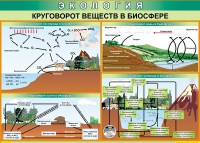 Таблица Круговорот веществ в биосфере 1000*700 винил - «globural.ru» - Йошкар-Ола