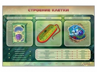 Электрифицированный стенд "Строение клетки" с маркерными полями - «globural.ru» - Йошкар-Ола