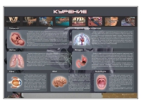 Стенд "Курение" (вариант 1) - «globural.ru» - Йошкар-Ола