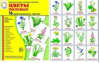 Демонстрационные карточки "Цветы полевые" - «globural.ru» - Йошкар-Ола