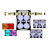 Модель-аппликация "Биосинтез белка" (ламинированная) - «globural.ru» - Йошкар-Ола
