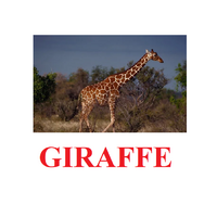 "Wild Animals-1" ("Дикие животные-1") английские карточки Домана - «globural.ru» - Йошкар-Ола