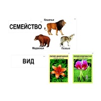 Модель-аппликация "Классификация растений и животных" (ламинированная) - «globural.ru» - Йошкар-Ола
