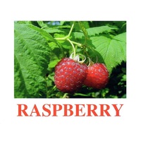 "Berries-1" ("Ягоды-1") английские карточки Домана - «globural.ru» - Йошкар-Ола