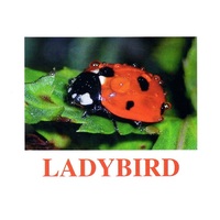 "Insects" ("Насекомые") английские карточки Домана - «globural.ru» - Йошкар-Ола