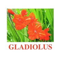 "Flowers-1" ("Цветы-1") английские карточки Домана - «globural.ru» - Йошкар-Ола
