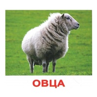 .Карточки Домана "Домашние животные" - «globural.ru» - Йошкар-Ола