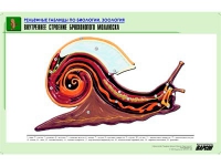 Рельефная таблица "Внутреннее строение брюхоногого моллюска" (формат А1, матовое ламинир.) - «globural.ru» - Йошкар-Ола