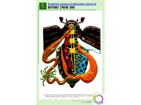 Рельефная таблица "Внутреннее строение жука" (формат А1, матовое ламинир.) - «globural.ru» - Йошкар-Ола