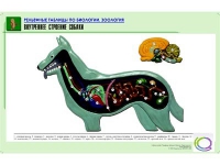 Рельефная таблица "Внутреннее строение собаки" (формат А1, матовое ламинир.) - «globural.ru» - Йошкар-Ола