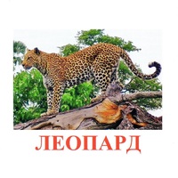Карточки Домана "Дикие животные-2" - «globural.ru» - Йошкар-Ола