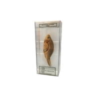 Влажный препарат Внутреннее строение рыбы - «globural.ru» - Йошкар-Ола