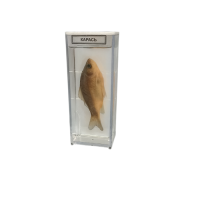 Влажный препарат "Карась" - «globural.ru» - Йошкар-Ола