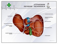 Стенд "Строение печени человека" - «globural.ru» - Йошкар-Ола