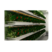 Стеллаж для выращивания клубники "Стена" - «globural.ru» - Йошкар-Ола