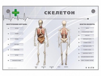 Электрифицированный стенд-тренажер "Скелетон" - «globural.ru» - Йошкар-Ола