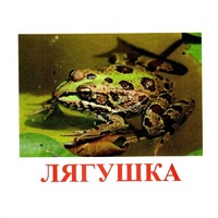 Карточки Домана "Амфибии и рептилии" - «globural.ru» - Йошкар-Ола