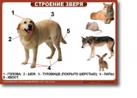 Ознакомление с окружающим миром. 1-4 класс. Комплект таблиц. Наглядные пособия для начальной школы, учебные пособия - «globural.ru» - Йошкар-Ола