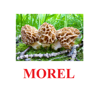 "Mushrooms" ("Грибы") английские карточки Домана - «globural.ru» - Йошкар-Ола