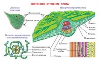 Плакаты и таблицы по биологии - «globural.ru» - Йошкар-Ола