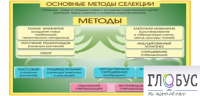 Стенд "Методы селекции и биотехнологии" - «globural.ru» - Йошкар-Ола