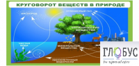 Стенд "Круговорот веществ" - «globural.ru» - Йошкар-Ола