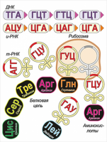 Модель-аппликация Биосинтез белка - «globural.ru» - Йошкар-Ола
