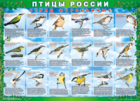 Таблица Птицы России из  4 листов в комплекте 1000*1400 винил	 - «globural.ru» - Йошкар-Ола