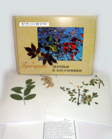 Гербарий Деревья и кустарники (20 видов) - «globural.ru» - Йошкар-Ола