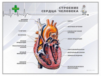 Стенд "Строение сердца человека" - «globural.ru» - Йошкар-Ола