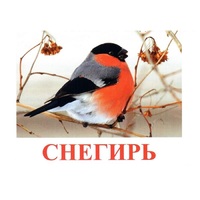 Карточки Домана "Птицы-1" - «globural.ru» - Йошкар-Ола