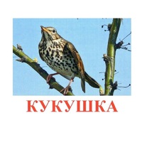Карточки Домана "Птицы-3" - «globural.ru» - Йошкар-Ола