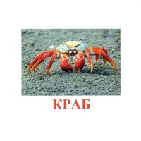 Карточки Домана "Подводный мир" - «globural.ru» - Йошкар-Ола