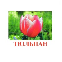 Карточки Домана "Цветы-1" - «globural.ru» - Йошкар-Ола