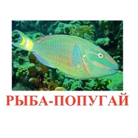 Карточки Домана "Рыбы" - «globural.ru» - Йошкар-Ола