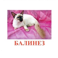 Карточки Домана "Породы кошек" - «globural.ru» - Йошкар-Ола