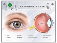 Интерактивный стенд "Строение глаза" - «globural.ru» - Йошкар-Ола