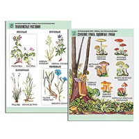 Комплект таблиц для начальной школы "Окружающий мир. Грибы. Растительный мир" - «globural.ru» - Йошкар-Ола