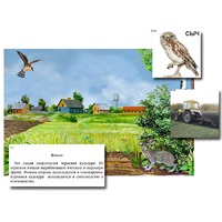 Магнитный плакат-аппликация "Поле: биоразнообразие и взаимосвязи в сообществе" - «globural.ru» - Йошкар-Ола