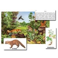 Магнитный плакат-аппликация "Лес: биоразнообразие и взаимосвязи в сообществе" - «globural.ru» - Йошкар-Ола