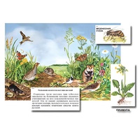 Магнитный плакат-аппликация "Луг: биоразнообразие и взаимосвязи в сообществе" - «globural.ru» - Йошкар-Ола