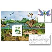 Магнитный плакат-аппликация "Водоем: биоразнообразие и взаимосвязи в сообществе" - «globural.ru» - Йошкар-Ола