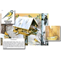 Магнитный плакат-аппликация "Биоразнообразие и экологические группы. Птицы зимой" - «globural.ru» - Йошкар-Ола